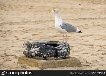 Herring gull on a beach of the Baltic Sea