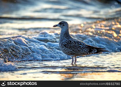 Herring gull on a beach of the Baltic Sead during sunrise