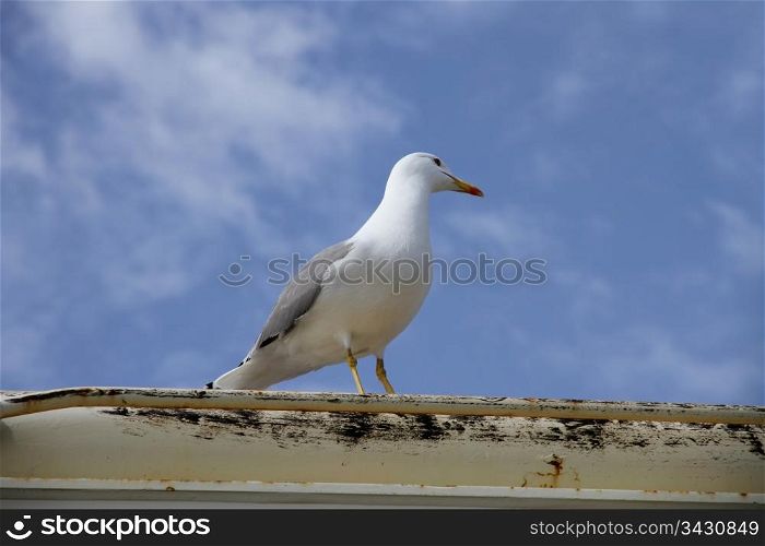 herring gull on a boat deck