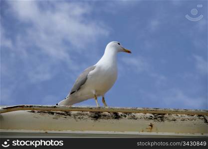 herring gull on a boat deck