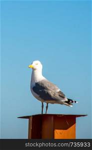 herring gull on a chimney
