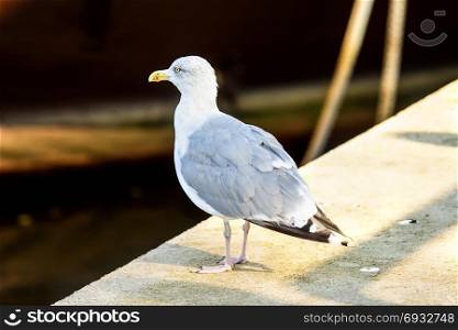 Herring gull on a pier in a seaport in Poland