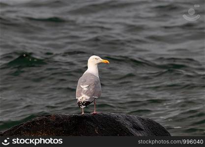 Herring gull's head is standing on stone. Herring gull on stone