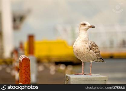 Herring gull seaport in Poland. Herring gull in a seaport in Poland