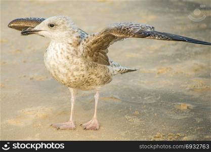 Herring gull, young bird on a beach of the Baltic sea in Poland