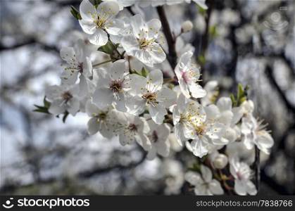 ?herry plum blossom, april sunny day. Spring season