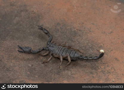 Heterometrus, Heterometrus xanthopus, Scorpions, Bapdev Ghat, Saswad, Maharashtra