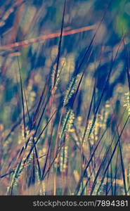 Heteropogon contortus is a tropical, perennial tussock grass. The species is known by many common names, including black speargrass, tanglehead, steekgras and pili.