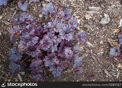 Heuchera is a genus of evergreen, herbaceous perennial plants in the family Saxifragaceae full bloom grown in a botanic garden.