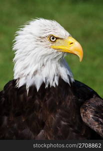 Hi-Res portrait of a slightly wet, American Bald Eagle.