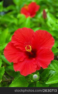 Hibiscus