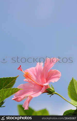 Hibiscus