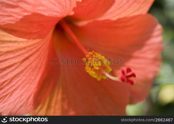 Hibiscus