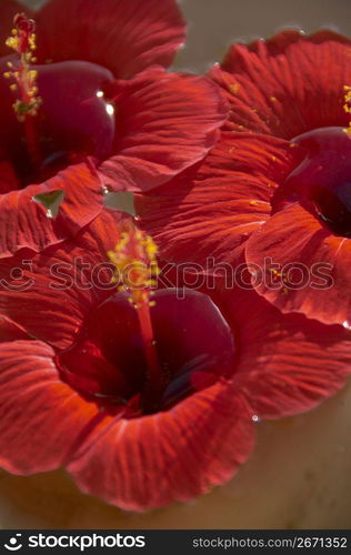 Hibiscus