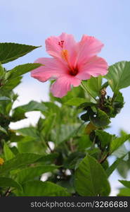 Hibiscus