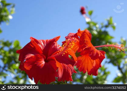 Hibiscus