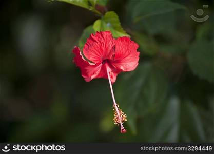 Hibiscus flower in forests of Costa Rica