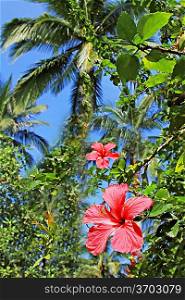 Hibiscus flower in the jungle