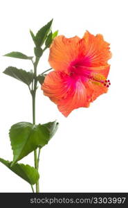 hibiscus flower isolated on a white background