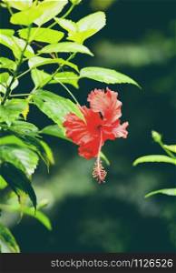 hibiscus flower red blooming in the garden on nature green background tropical flower plant