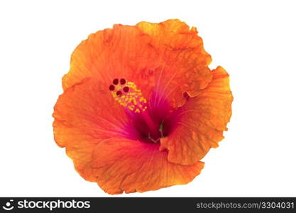 Hibiscus flowers