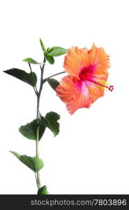 Hibiscus flowers