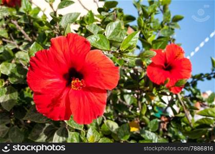 Hibiscus is a symbol of the Mediterranean