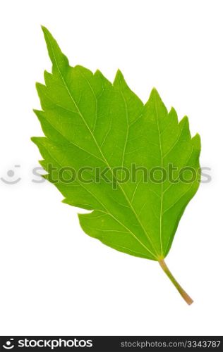 Hibiscus leaf isolated on white background.