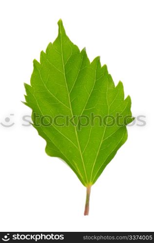 Hibiscus leaf isolated on white background.