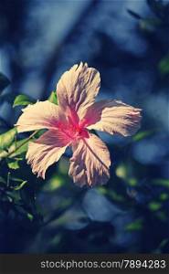 Hibiscus rosa-sinensis, known as Chinese hibiscus, China rose, Hawaiian hibiscus, shoe flower is a species of flowering plant in the Hibisceae tribe of the family Malvaceae.