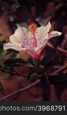Hibiscus rosa-sinensis, Light Pink China Rose, Chinese hibiscus