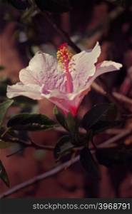 Hibiscus rosa-sinensis, Light Pink China Rose, Chinese hibiscus