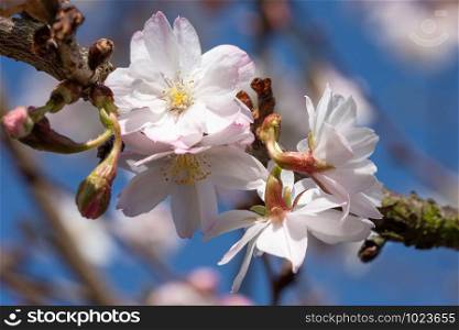 Higan cherry (Prunus subhirtella), close up of the flower head