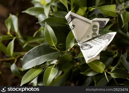 high angle banknote plant