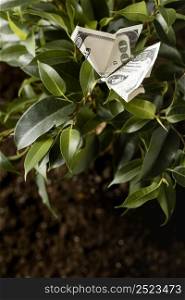 high angle banknote plant with leaves