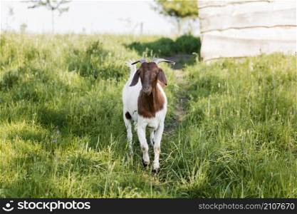 high angle goat farm
