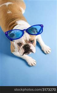 High angle of English Bulldog laying on blue background wearing oversized blue sunglasses and looking at viewer.