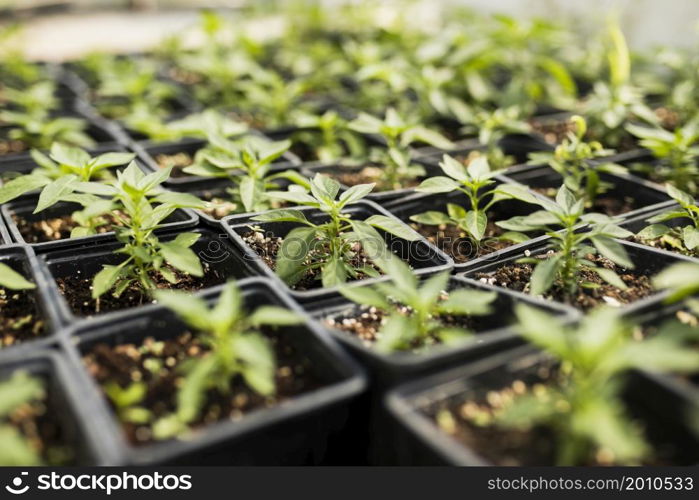 high angle plants greenhouse