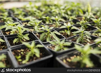 high angle plants greenhouse