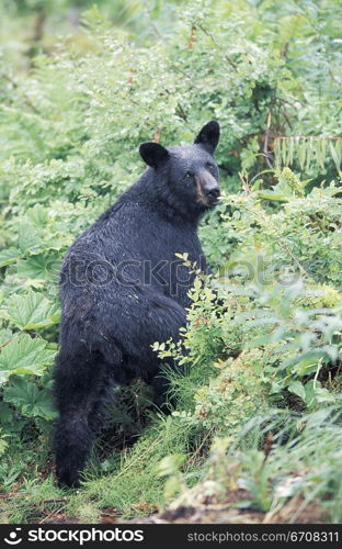 High angle view of a bear standing in a forest