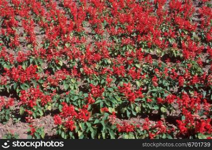 High angle view of a bed of red flowers