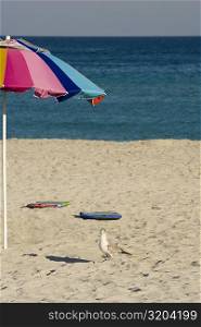High angle view of a bird on the beach, Miami, Florida, USA