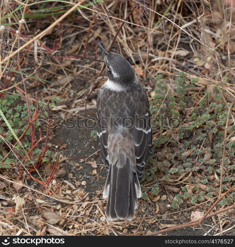 High angle view of a bird, Puerto Egas, Santiago Island, Galapagos Islands, Ecuador