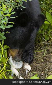 High angle view of a Black bear (Ursus americanus) eating a salmon