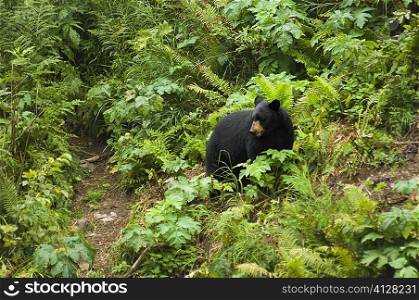 High angle view of a Black bear (Ursus americanus) in a forest