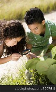 High angle view of a brother and sister examining a leaf with a magnifying glass