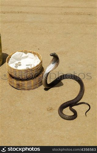 High angle view of a cobra, Pushkar, Rajasthan, India