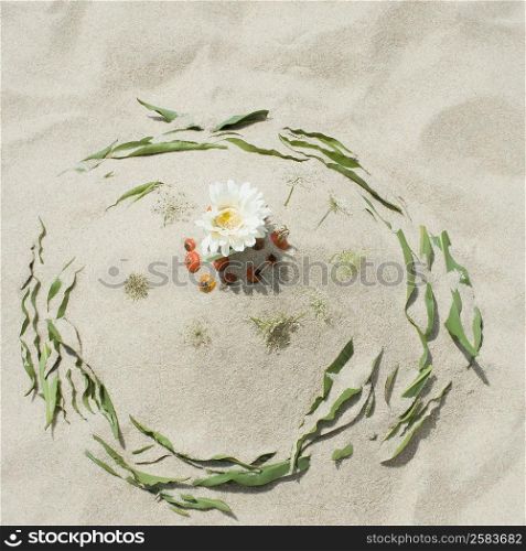 High angle view of a daisy flower surrounded by green leaves on sand