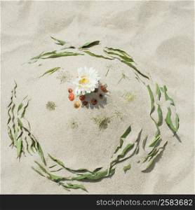 High angle view of a daisy flower surrounded by green leaves on sand