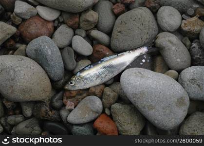 High angle view of a dead fish